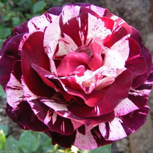 Vendita, rose rose floribunde - viola - bianco - Rosa New Imagine™ - rosa dal profumo discreto - Francois Dorieux II. - ,-